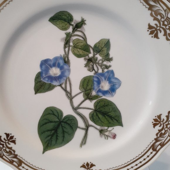 Andrea by Sadek, Golden Botanical by Robert Sweet 1824 London Plate 10 1/2"- - Picture 8 of 8